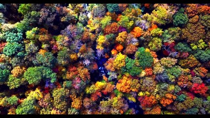 Forest 4k Nature Relaxation video Ultra HD