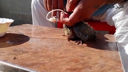 Taking care of Baby Pigeon || Kbooter k buche ki Dekh Bhal