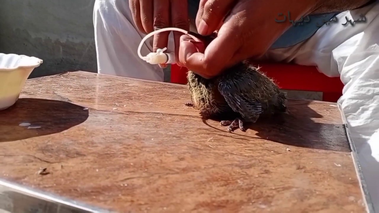 Taking care of Baby Pigeon || Kbooter k buche ki Dekh Bhal