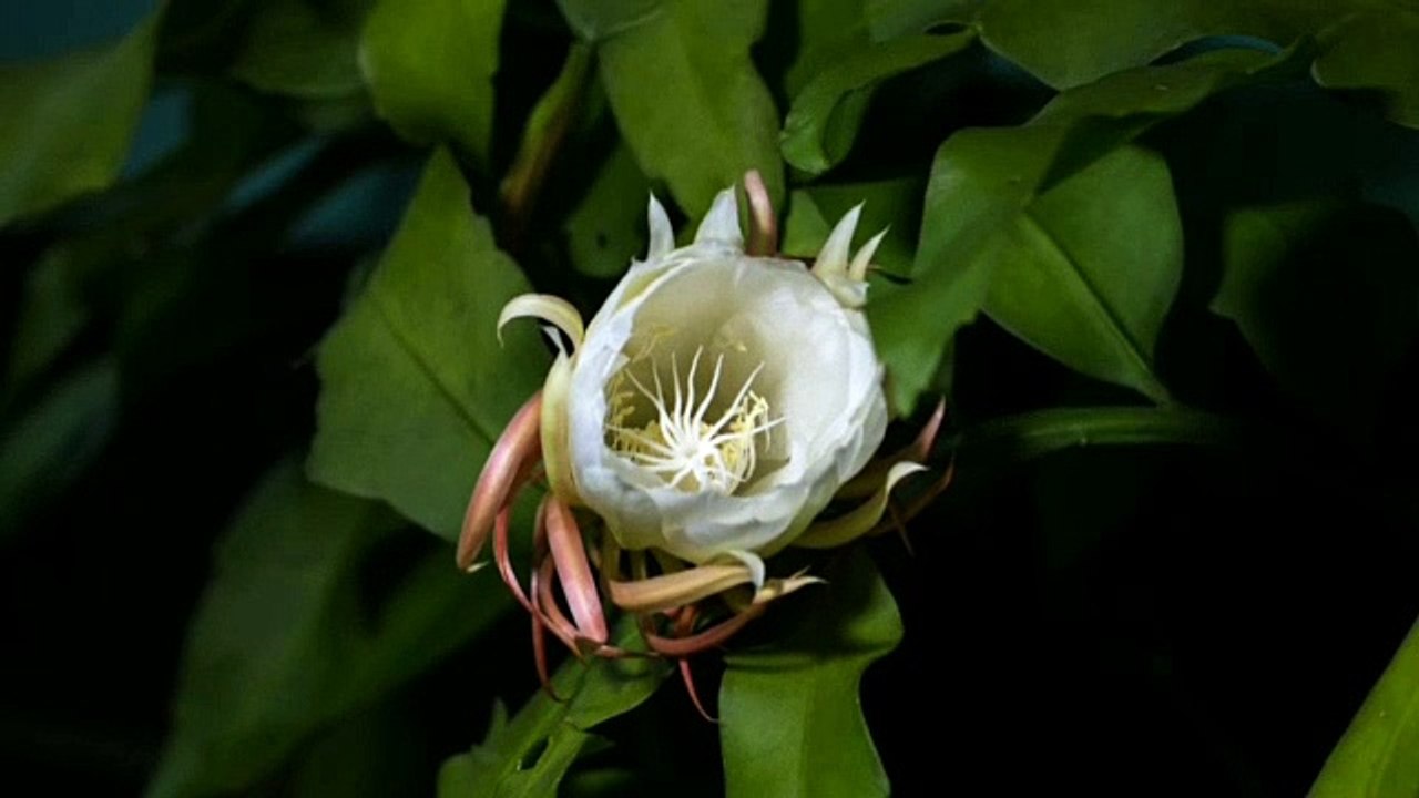 Queen of the night flower | Time Lapse video