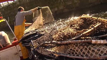 Tải video: Lamprea: el pez prehistórico que levanta pasiones en Galicia