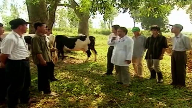 Nguyên nhân, triệu chứng và cách điều trị bệnh chướng hơi dạ cỏ ở trâu, bò