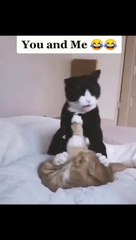 Dangerous cats fighting