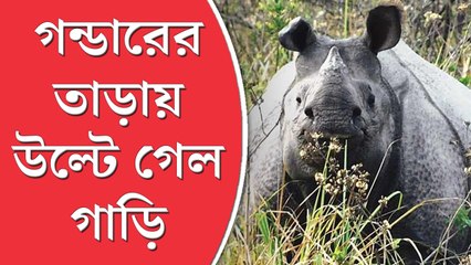 দুই গন্ডারের লড়াইয়ের মাঝে পর্যটকেরা! গাড়ি উল্টে জলদাপাড়ায় আহত অন্তত ৭
