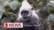 Endangered white-headed langur population increases to 1,400