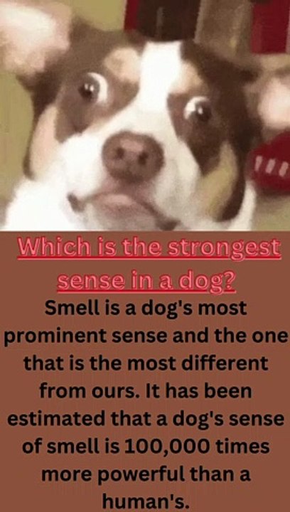 Which is the strongest sense in a dog - video Dailymotion