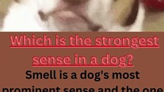 Which is the strongest sense in a dog