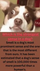 Which Sense Is the Strongest in Dogs? 🐶 Discover the Amazing Abilities of Our Pets