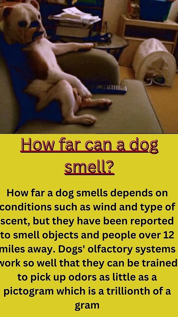 How Many Miles Can A Dog Smell