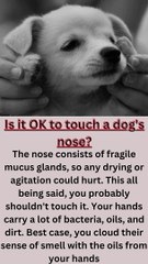 Is it OK to touch a dog's nose