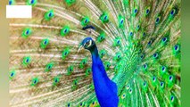 The Most Beautiful Peacock Dance Peacock voice 