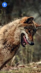 Animal Attack Facts  | know This