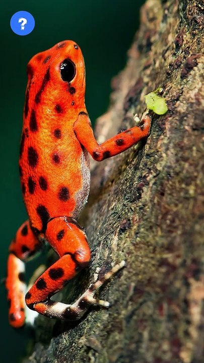 Frog weird fact in தமிழ்?!! | know This