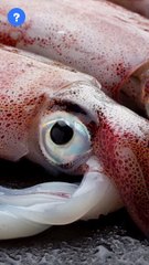 Largest eyes Animal? | Largest Eyes | know This