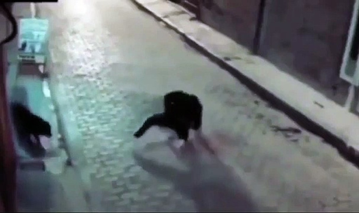 Instant Karma - For trying to kick a poor dog
