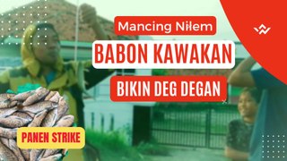 Mancing Nilem Babon Kawakan Bikin Deg Degan