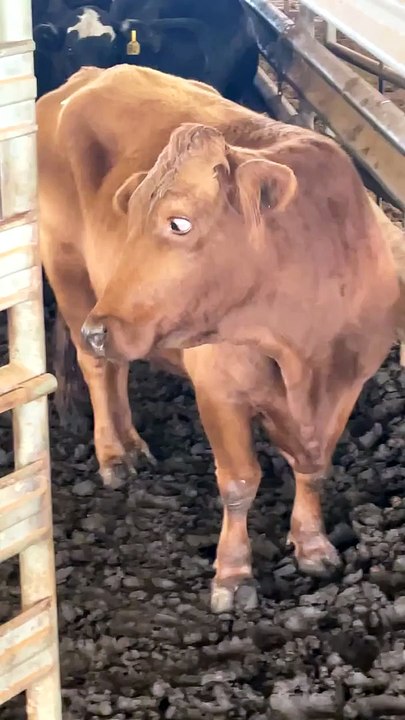 Cross-Eyed Cow Looks Like She Has Googly Eyes