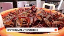 How the climate affects seafood