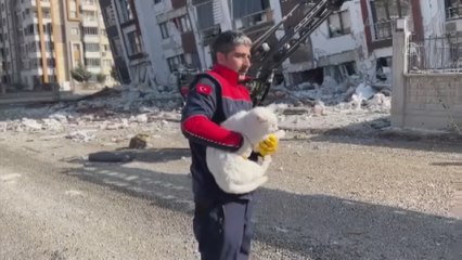 Ağır hasarlı binaların enkazındaki kediler kurtarıldı