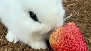 Cute bunny eating strawberry beautiful moment