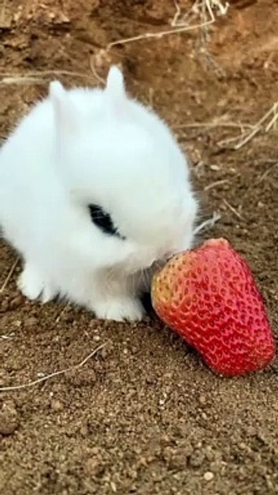 Cute bunny eating strawberry beautiful moment