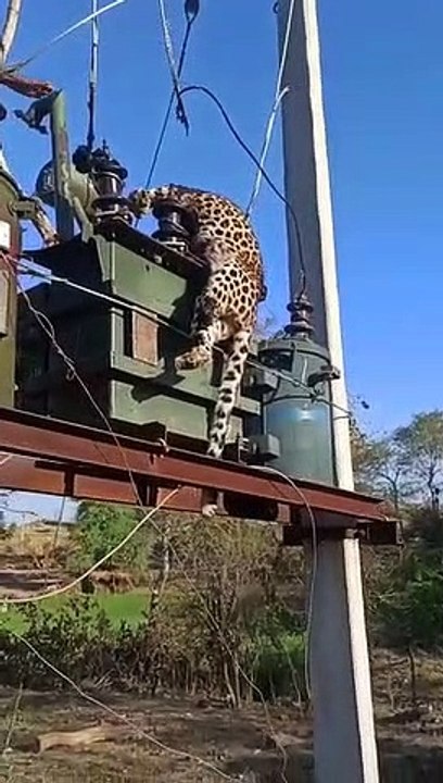 Panther jumps on transformer in search of prey, dies of electrocution