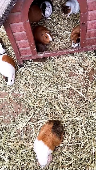 cute animals