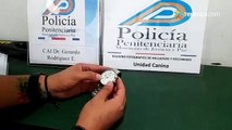 Encuentran droga en reloj y zapatos