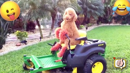 TRY NO NOT LAUGH. FUNNY PRANK FAILS LAUGH VİDEOS #27