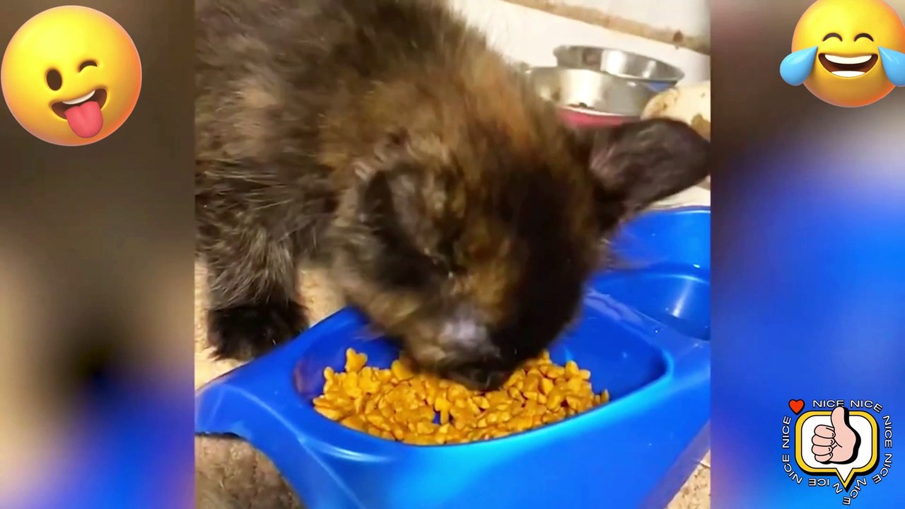 TRY NO NOT LAUGH. FUNNY PRANK FAILS LAUGH VİDEOS #32