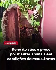 Policiais civis de Jaraguá prenderam o dono de dois cães por maus-tratos dos animais. A Polícia Civil chegou até o homem após receber denúncias.  De acordo com a denúncia, os dois cães de médio porte estariam amarrados bem perto um do outro, em local aber