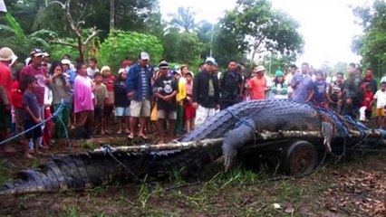 15 Largest Animals Ever Captured By Humans
