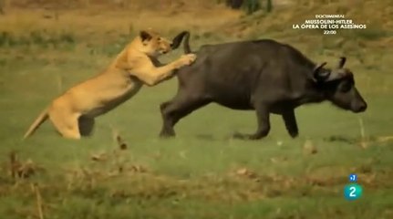 "Salvando al Rinoceronte Negro: Estrategias Clave para su Conservación en África"