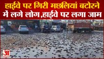 Kanpur Dehat News: हाईवे पर गिरी मछलियां..बटोरने में जुटे लोग, लगा भारी जाम