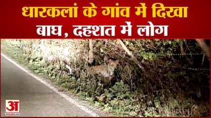 Punjab News: धारकलां के गांव में दिखा बाघ, दहशत में लोग| Tiger seen in dharkalan|