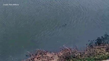 Seal swimming in River Medway