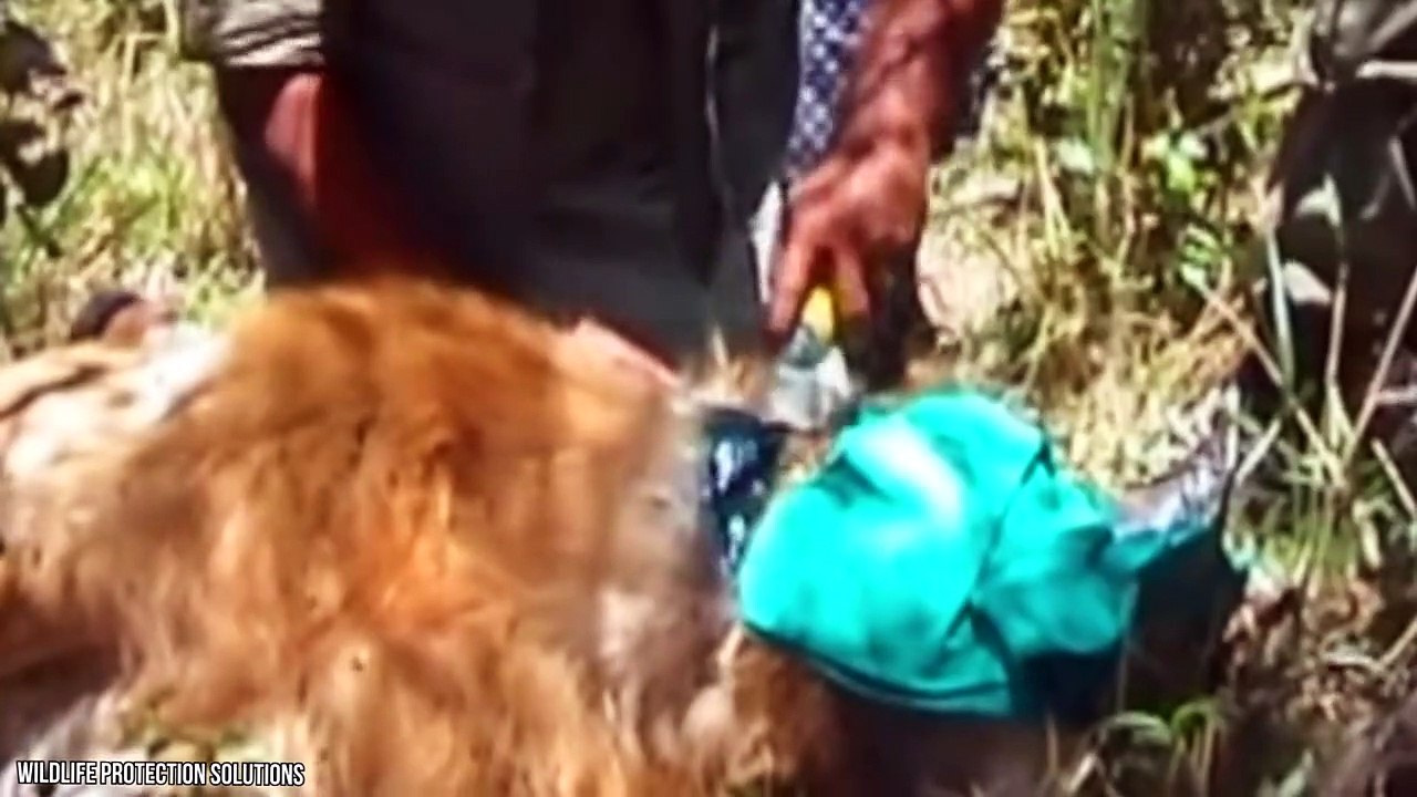 10 Animals That Survived The Impossible