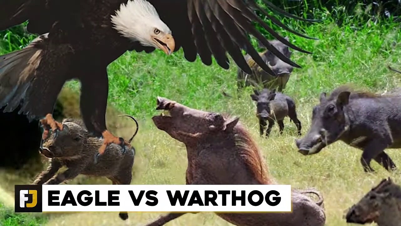 9 CRAZIEST Eagle Attacks Caught on Camera