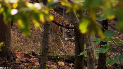 9 Insanely Muscular Animals That Will Blow You Away