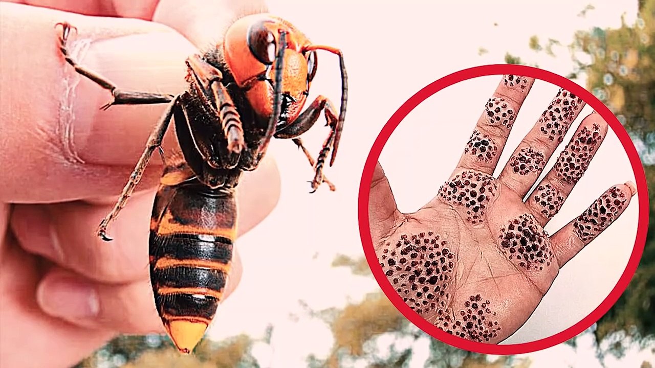 9 Most Harmful Insects To Humans