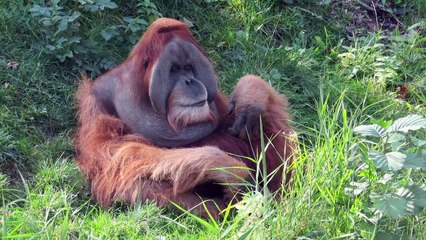 10 Amazing Recently Discovered Animals