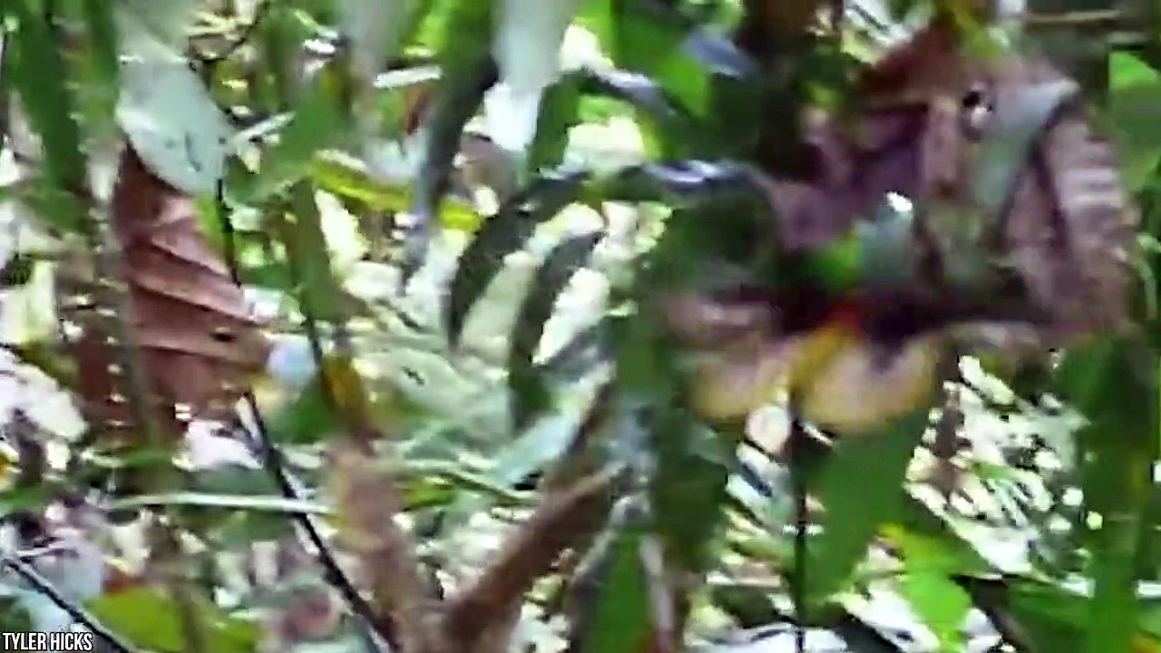 10 Baddest Insects You Wish Didn't Exist