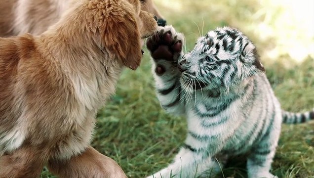 10 Animals Who Adopted Other Animal Species