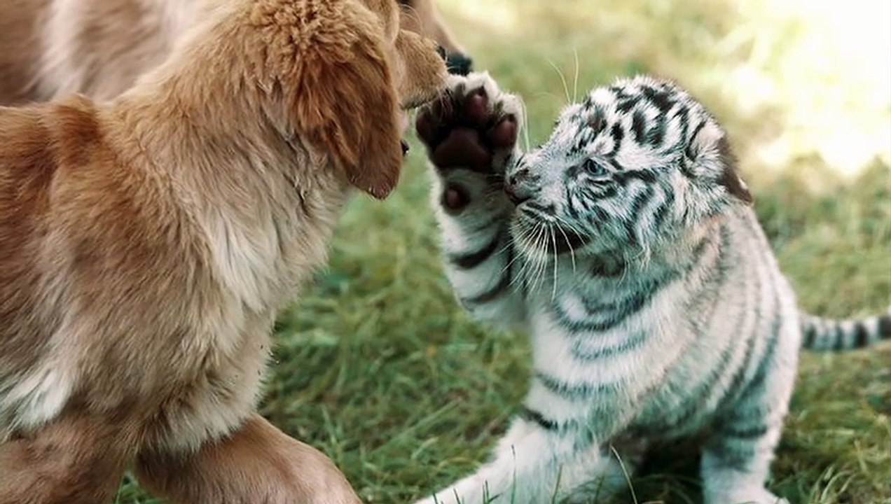 10 Animals Who Adopted Other Animal Species