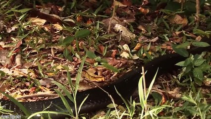 10 Animals Who Messed With The Wrong Opponent