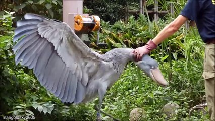 10 Most Feared Birds In The Animal Kingdom