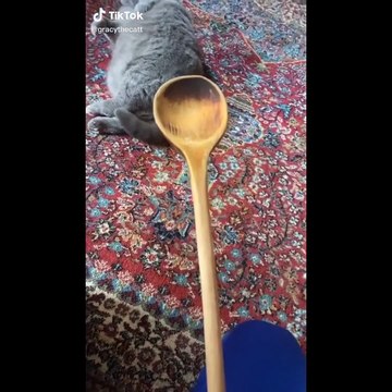 y2mate.com - Funniest Cats Dont try to hold back Laughter Funny Cats Life_1080p (4)