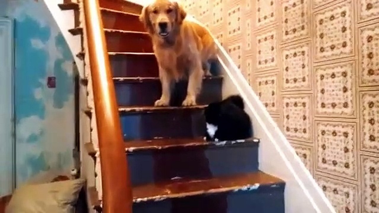 Cats Being Jerks Video Compilation - Funny Cats - Funny Videos 2015