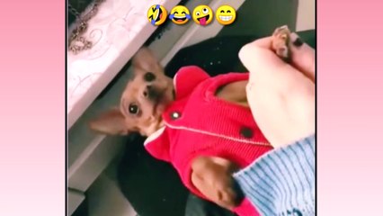 Cute Pets And Funny Animals Compilation 2021