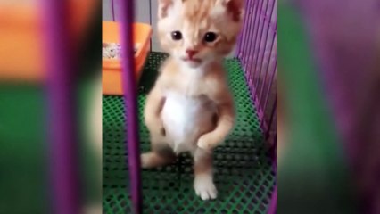 Funniest Animals - 2021 Best Funny Animals  Compilation